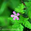 Herb Robert  Limited Print of 5  Mount Sizes A4 16x12 20x16