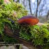 Jelly Ear in Moss  Limited Print of 5 A4 16x12 20x16