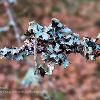 Lichen Branch   Limited Print of 5 16x12 20x16