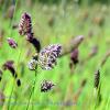 Meadow Grasses   Limited Print of 5 Mount Sizes  A4 16x12 20x16