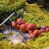 Orange Milkcap  Limited Print of 5  Mount Sizes A4 16x12 20x16