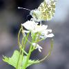 Orange Tip on White  Limited Print of 5 A4 16x12 20x16