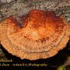 Orange Turkeytail   Limited Print of 5 A4 16x12 20x16