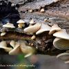 Oyster Mushroom  Limited Print of 5  Mount Sizes A4 16x12 20x16