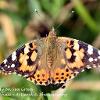 Painted Lady on Sea Grass  Limited Print of 5 Mount Sizes  A4 16x12 20x16