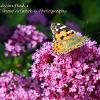 Painted Lady on Pink 1  Limited Print of 5 Mount Sizes  A4 16x12 20x16
