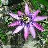 Passion Flower 	Limited Print of 5  Mount Sizes 16x12 20x16