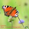 Peacock on Scabious  Limited Print of 5 Mount Sizes  A4 16x12 20x16