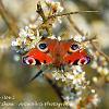 Peacock on Sloe 2  Limited Print of 5 Mount Sizes  A4 16x12 20x16