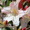 Pink Hued Rhododendron   Limited Print of 5 20 x 16  16 x 12