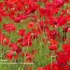 Poppies en Masse	Limited Print of 5 20 x 16  16 x 12