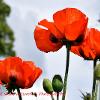 Poppy Trio   Limited Print of 5 Mount Sizes  A4 16x12 20x16