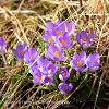 Purple Crocuses  Limited Print of 5  Mount Sizes A4 16x12 20x16