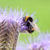 Purple Tansy and Bee  Limited Print of 5 A4 16x12 20x16