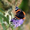 Red Admiral on Buddelja 1  Limited Print of 5 Mount Sizes  A4 16x12 20x16