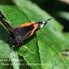 Red Admiral on Buddelja 2  Limited Print of 5 Mount Sizes  A4 16x12 20x16