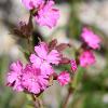 Red Campion  Limited Print of 5  Mount Sizes A4 16x12 20x16