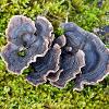 February 2021 Rusty Gilled Polypore 2  Limited Print of 5  Mount Sizes A4 16x12 20x16