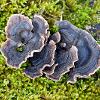 Rusty Gilled Polypore 2  Limited Print of 5  Mount Sizes A4 16x12 20x16