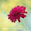 scabious  Limited Print of 5 A4 16x12 20x16