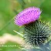 scottish thistle  Limited Print of 5 A4 16x12 20x16