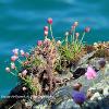 Sea Pinks   Limited Print of 5 20 x 16  16 x 12
