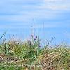 Sea Grasses and Clover   Limited Print of 5 Mount Sizes  A4 16x12 20x16