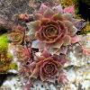 March 2021 Sempervivum  Limited Print of 5  Mount Sizes A4 16x12 20x16