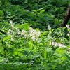 Shady Whitebells.  Limited Print of 5 A4 16x12 20x16