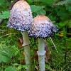 Shaggy Inkcap Pair - Limited Print of 5 A4 16x12