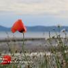 Shoreline Poppies	Limited Print of 5 20 x 16  16 x 12
