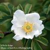 Single Wild White Rose Limited Print of 5  Mount Sizes A4 16x12 20x16