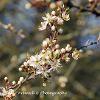 Sloe Blossom 4  Limited Print of 5 Mount Sizes  A4 16x12 20x16