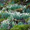 Snowdrop Falls	Limited Print of 5  Mount Sizes  16x12 20x16