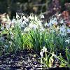 Snowdrops in Light and Shade  Limited Print of 5  Mount Sizes A4 16x12 20x16