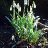 February 2021 Snowdrops in Sunshine 1  Limited Print of 5  Mount Sizes A4 16x12 20x16