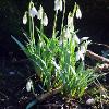 Snowdrops in Sunshine 1  Limited Print of 5  Mount Sizes A4 16x12 20x16