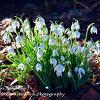 Snowdrops in Sunshine 2  Limited Print of 5  Mount Sizes A4 16x12 20x16