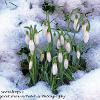 Snowy Snowdrops   Limited Print of 5  Mount Sizes 10x8 12x10 16x12 20x16