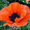 Sole Poppy  Limited Print of 5 Mount Sizes  A4 16x12 20x16