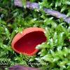 Sole Scarlet Elf Cup  Limited Print of 5 A4 16x12 20x16