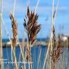 Three Sea Grasses   Limited Print of 5 20 x 16  16 x 12