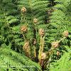 Unfurling Fern   Limited Print of 5 20 x 16  16 x 12