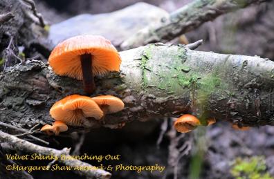 Velvet Shank Mushrooms