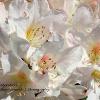 White Rhododendron   Limited Print of 5 20 x 16  16 x 12