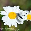 White Butterfly on Marguerite 2  Limited Print of 5  Mount Sizes A4 16x12 20x16