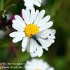 White Butterfly on Marguerite  Limited Print of 5  Mount Sizes A4 16x12 20x16