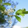 White Cherry Blossom  Limited Print of 5  Mount Sizes A4 16x12 20x16