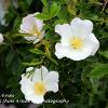 White Wild Roses Limited Print of 5  Mount Sizes A4 16x12 20x16