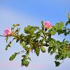 June 2020 Wild Pink Rose Branch   Limited Print of 5  Mount Sizes A4 16x12 20x16